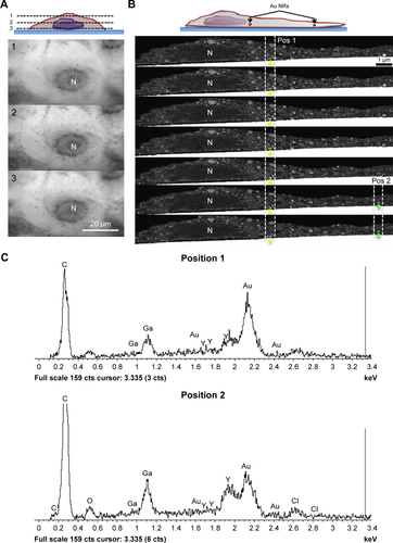 Figure S1 (A) Scheme and optical confocal images of MDA-MB-231 cells incubated with Au NRs at three different focus planes. (B) Scheme and focused ion beam scanning electron microscope images of MDA-MB-231 cells incubated with Au NRs. Positions 1 and 2 show the Au NRs. The interspace between each slice is 30 nm. (C) EDS spectra of position 1 and position 2.Abbreviations: Au NR, gold nanoring; cts, counts; EDS, energy dispersive spectroscopy; N, nucleus.