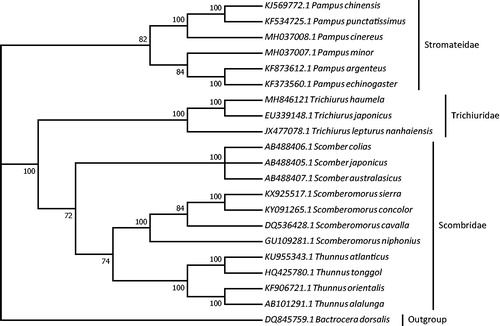 Figure 1. Molecular phylogeny of Trichiurus haumela and the related species in order Scombriformes based on complete mitogenome. Phylogenic tree is constructed by maximum likelihood method with 500 bootstrap replicates. Genbank accession number for tree construction is listed before the scientific name of species. The position of T. haumela is marked in solid square shape.