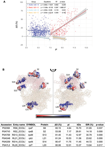 Figure 4. Analysis of the correlation between ΔS and pI across different protein groups. (A) A scatter plot comparing ΔS versus pI for the 913 proteins (ΔS > 0) and 53 proteins (ΔS < 0), further divided into acidic (pI < 7.5) and basic (pI > 7.5) groups. The linear regression equation, p-value, and R2 (coefficient of determination) values for each fitting are provided within the figure data. The plot includes SE to depict the confidence range around each data point. (B) Illustration of distinct rRNA-binding modes in acidic (S6, S2) and basic (S13, L21, S14, L20) ribosomal proteins within the ribosome structure, reflecting the different correlations observed in Figure 4A. Positively and negatively charged residues are marked in blue and red, respectively. The corresponding ΔS values and pI for these proteins are provided in the accompanying table.