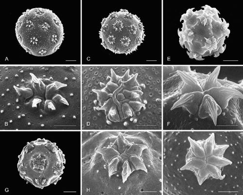 Figure 3. Pollen grains (general view; aperture detail below) of selected Amaranthaceae, arrangement reflecting relationships in Fig. 4 : achyranthoids (continued). A, B. Calicorema squarrosa; C, D. Mechowia grandiflora; E, F. Centemopsis micrantha; G, H. Centemopsis trinervis; I Psilotrichum sericeum, grain from same anther as in Fig. 2 A, B. Scale bar – 5 μm (A, C, E, G); 2 μm (B, D, F, H, I).