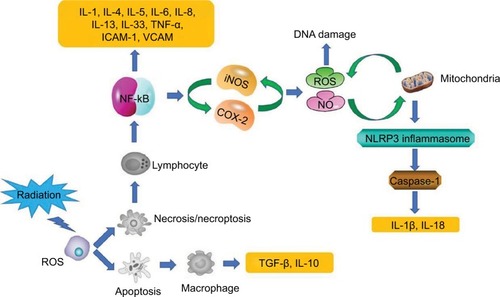 Figure 1 Mechanisms associated with RISRs: inflammation and oxidative stress.Abbreviations: COX-2, cyclooxygenase 2; ICAM-1, intercellular adhesion molecule 1; iNOS, inducible nitric oxide synthase; NF-kB, nuclear factor kB; NLRP3, nucleotide-binding domain, leucine-rich repeat-containing family, pyrin domain-containing 3; NO, nitric oxide; RISR, radiation-induced skin reaction; TNF, tumor necrosis factor; VCAM, vascular cell adhesion protein.