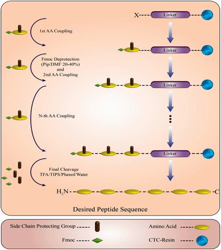 Figure 1. Scheme of solid phase peptide synthesis and final cleavage.