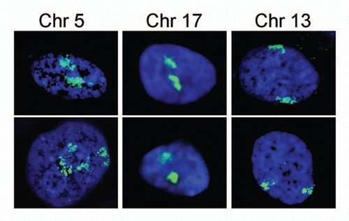 Figure 2 Each chromosome has a distinctive positioning in the nucleus with respect to the nuclear periphery. In human HT1080 fibroblast cells chromosomes 5 and 17 tend to be in the nuclear interior while chromosome 13 tends to be at the periphery. The chromosome is shown in green and the DNA from DAPI staining in blue delineates the nuclear boundary. Cells were fixed with formaldehyde prior to processing for 2D FISH so that much of the 3D structure is maintained. Deconvolved sections from z-series through the nucleus are shown.