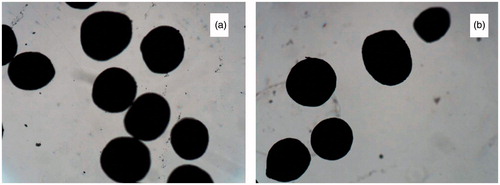 Figure 4. (a) Digital microscopic images of microspheres of optimized batch. (b) Digital microscopic images of co-loaded microspheres.