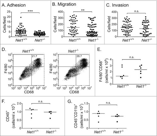 Figure 3. Net1 deletion impairs BMM adhesion and motility, but does not affect Matrigel invasion or peritoneal recruitment. (A) Adhesion of wild type and Net1 KO BMMs to fibronectin 30 minutes after plating. (B) Migration of wild type and Net1 KO BMMs in transwell inserts with MCP-1 in the bottom well. (C) Invasion of wild type and Net1 KO BMMs through Matrigel coated transwell inserts with MCP-1 in the bottom well. For all experiments, three different BMM isolates were assayed in triplicate for each genotype. (D) Representative examples of F4/80 and CD68 expressing cells in peritoneal isolates from wild type and Net1 KO mice three days after thioglycollate injection. (E, F, G) Quantification of F4/80+CD68+ (E), CD45+ (F), and CD45+CD11b+ cells in peritoneal isolates from thioglycollate injected wild type and Net1 KO mice. For all plots, bars = median values. n.s. = not significant; ** = p < 0.01; *** = p < 0.001.