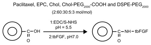 Figure 1 Synthetic scheme for preparation of targeted PEGylated liposomes.Abbreviations: PEG, poly(ethylene glycol); EPC, egg phosphatidylcholine; Chol, cholesterol; DSPE, distearolyphosphatidyl ethanolamine; EDC, 1-ethyl-3-(3- dimethylaminopropyl)-carbodiimide hydrochloride; NHS, N-hydroxysuccinimide; tbFGF, truncated basic fibroblast growth factor.