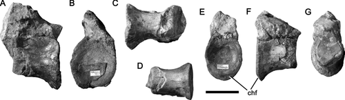 Figure 3 Vertebrae of Magnosaurus nethercombensis. A-C, dorsal vertebra OUMNH J.12143/9 in right lateral (A), anterior (B), and ventral (C) views; D-F, proximal caudal vertebra OUMNH J.12143/8 in ventral (D), posterior (E), right lateral (F), and anterior (G) views. Abbreviations: chf, chevron facet. Scale bar equals 50 mm.