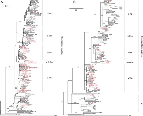 Figure 2. Phylogenetic analysis of African LTR sequences. A- Phylogenetic comparison was performed on 772-nucleotide-long LTR alignment of African isolates, including the 52 sequences generated in this study (in red). The Melanesian sequence Mel5 was used as outgroup. The phylogenetic tree was derived by the neighbor- joining method using the GTR model (gamma = 0.5017). Horizontal branch lengths are drawn to scale, with the bar indicating 0.01 nucleotide replacement per site. Numbers on each node indicate the percentage of bootstrap samples (of 1,000 replicates) in which the cluster to the right is supported. Next to each sequence, three letters symbolize the country of origin of the infected individual (mostly IOC country codes): ALG - Algeria, ANG - Angola, BEN - Benin, BUR - Burkina Faso, CAM - Cameroon, CAR - Central African Republic, CHA - Chad, CIV - Côte d’Ivoire, COM - Comores, CPV - Cape Verde, DRC - Democratic Republic of Congo, FRG - French Guiana, GAB - Gabon, GAM - Gambia, GBS - Guinea-Bissau, GHA - Ghana, GUI - Guinea, MAR - Morocco, MLI - Mali, MTN - Mauritania, NGR - Nigeria, RSA – South Africa, SEN - Senegal, SLE - Sierra Leone, SWZ - Swaziland, TOG - Togo, UGA - Uganda, ZAM - Zambia, ZIM - Zimbabwe. B- Phylogenetic comparison was performed on 772-nucleotide-long LTR alignment of African isolates, including the 52 sequences generated in this study (in red). The Melanesian sequence Mel5 was used as outgroup. The consensus phylogenetic tree was constructed using a Bayesian approach based upon the GTR substitution model. The MCMC analysis was performed with 4 chains that ran for 2,000,000 cycles. Horizontal branch lengths are drawn to scale, with the bar indicating 0.01 nucleotide replacement per site. Numbers on each node indicate the posterior probabilities of the branches (in percentage).