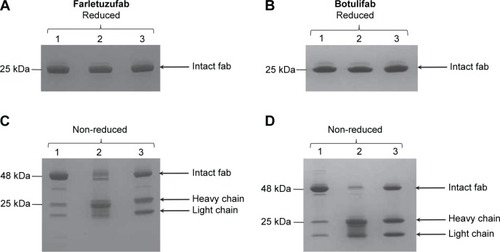 Figure 2 Characterization of Ffab and Bfab antibody fragments.Notes: Reducing SDS-PAGE gels of (A) purified Ffab and (B) purified Bfab, stained with Coomassie brilliant blue. Non-reducing SDS-PAGE gel of (C) purified Ffab and (D) purified Bfab, stained with Coomassie brilliant blue. Lane 1 represents size exclusion-purified Ffab or Bfab, lane 2 is Ffab or Bfab after cysteine reductive activation, and lane 3 is Ffab or Bfab after maleimide-PEG2-biotin conjugation.Abbreviations: SDS-PAGE, sodium dodecyl sulfate polyacrylamide gel electrophoresis; fab, an engineered monoclonal antibody fragment; Ffab, Farletuzufab, engineered from monoclonal antibody Farletuzumab; Bfab, Botulifab anti-botulinum toxin fab fragment; PEG2, polyethylene glycol 2.