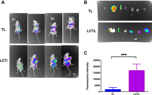 Figure 7 (A) In vivo imaging of 4T1-bearing mice after administration of DiR-loaded TL and LCTL at 1h, 6h, 8h and 24h. (B) In vivo imaging of tissue from mice at 24h. (C) The quantitative analysis of the fluorescence intensity in tumors at 24h. ***p < 0.001. Results are expressed as the mean±SD from five independent experiments.