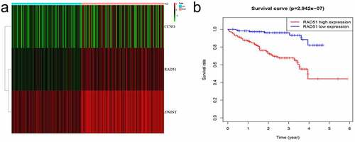 Figure 2. Differentially expressed DNA repair genes. A. Heatmap of the screened genes. B. Survival analysis of Rad51 in the patient with HCC from ICGC cohort