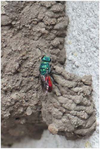 Figure 7. A cuckoo wasp from the Chrysis ignita-group on the nest from Kowalewo Pomorskie.