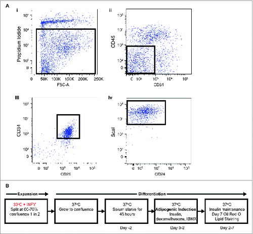 Figure 1. (A) Identification and immortalization of APs. FACs isolation of primary APs (CD45−:CD31−:CD34+:CD29+:Scal+) (i). Selected population indicates single cells negative for propidium iodide for live cells, (ii). Selected population indicates CD45−:CD31−, (iii). Selected population indicates CD45−:CD31−:CD29+:CD34+, (iv). Selected population indicates CD45−:CD31−:CD29+:CD34+:ScaI+. (B) Immortalization procedure for APs.