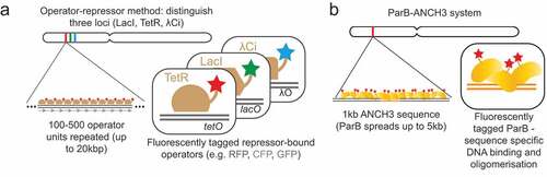 Figure 1. Sequence-integration methodologies for observing specific chromosomal regions in live cells by fluorescence microscopy.