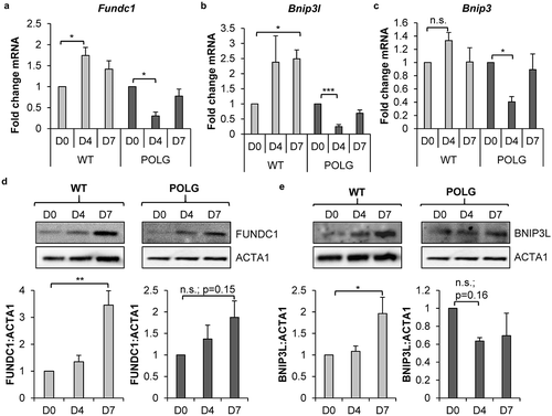 Figure 4. Mitophagy receptors are upregulated in WT CPCs upon differentiation. Real-time PCR analysis of mitophagy receptors (a) Fundc1, (b) Bnip3l and (c) Bnip3 transcript levels in WT and POLG CPCs at baseline and after incubation in DM (n = 4). (d) Representative western blots and quantification of FUNDC1:ACTA1 in WT and POLG CPCs (n = 4). (e) Representative western blots and quantification of BNIP3L:ACTA1 in WT and POLG CPCs (n = 4). Data are mean ± SEM. *p < 0.05; **p < 0.01; ***p < 0.001; n.s., not significant.