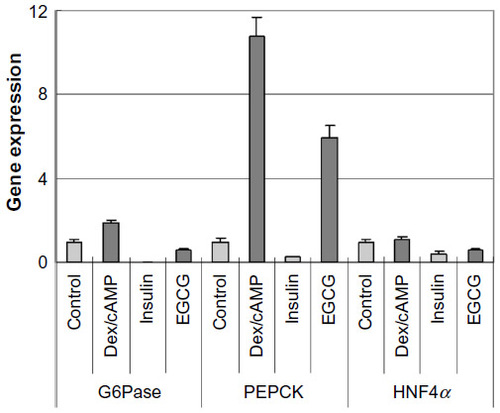 Figure 2 Effects of EGCG on gene expression of G6Pase, PEPCK, and HNF4α.Citation18