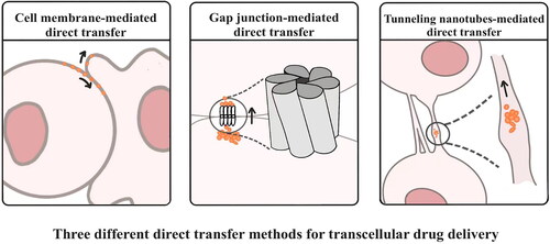 Figure 1. Three different direct transfer methods for transcellular drug delivery (Drawn by us).