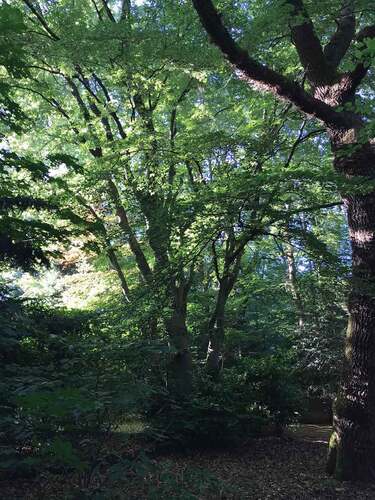 Figure 1. “That light/shadow play again! Hard to photograph. Here the leaves also had different colours” (photo by female native resident, June 2020).