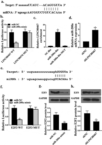 Figure 3. Overexpression of miR-200a inhibited viability, migration and invasion of glioma cells. (a). Relative expression levels of miR-200a in glioma cell lines. (b). mRNA expression level of miR-200a in U87 cells. (c). MTT assay for cell viability. (d). Edu analyzed cell proliferation. (e). transwell measured cell migration and invasion. (f). Flow cytometry determined apoptosis. N = 3, * p < 0.01, ** p < 0.05