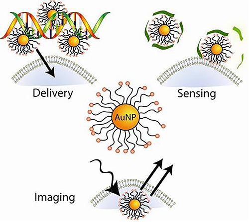 Figure 26 The application of AuNPs in biomedical field.