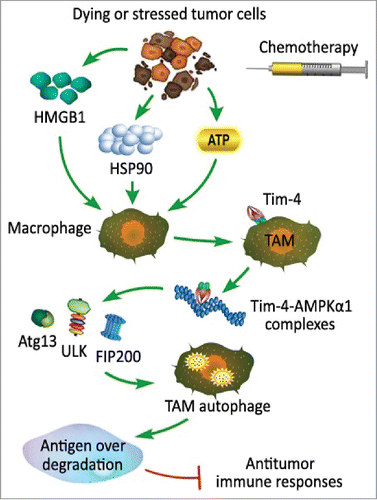 Figure 2. Tim-4 expression on tumor associated macrophages mediates degradation of dying tumor cells by autophagy. Danger associated pattern molecules (DAMPs) released from dying or stressed tumor cells treated with chemotherapeutic drugs such as high mobility group protein B1 (HMGB1), heat shock protein 90 (HSP90) and apyrase (ATP) promote TIM-4 expression on macrophage. After recognition of DAMPs released from dying or stressed tumor cells with chemotherapy, TIM-4 expression on TAM directly interacts with AMPKa1, thus promotes phosphorylation of ULK1 at Ser555, which is critical to recruit Atg13/FIP200 and initiate autophagic vesicle formation and activates autophagy mediated degradation of ingested tumors, leading to reduced antigen presentation and impaired antitumor immune responses.