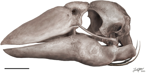 Figure 13. An artistic reconstruction of the skull of Genyornis newtoni, based on all available fossil material, left lateral view. Illustration by Jacob C. Blokland. Scale bar is equal to 50 mm.