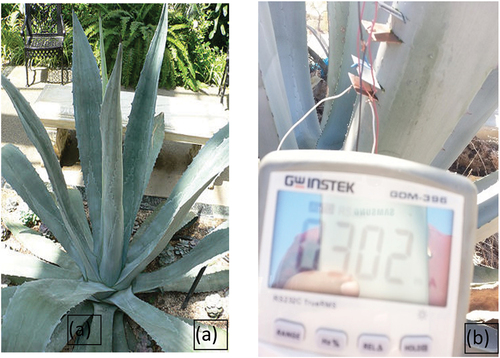 Figure 15. (a) agave americana, (b) current value gathered from 3 immersed rectangular electrodes pairs connected in parallel at the agave plant.