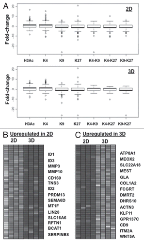 Figure 4 “Histone code”-based correlation of histone modification changes with changes in gene expression. (A) Box-plot analysis of gene expression and chromatin marks in 2D (left upper part) and 3D (right upper part) CP 70 cells. Gene expression arrays were performed on 2D and 3D CP70 cells and compared to those of nOSE cells, with changes in gene expression then correlated with specific chromatin marks associated with each gene. In accord with the histone code hypothesis, promoter-localized H3Ac and H3K4me2 correlated with gene upregulation, while H3K9me3 and H3K27me3 correlated with gene downregulation; genes having any two methylated H3 marks were mostly repressed. (B) DNA-binding, MMP and Wnt family genes are regulated by cellular architecture (2D vs. 3D). The most significant up-and-downregulated genes are shown.