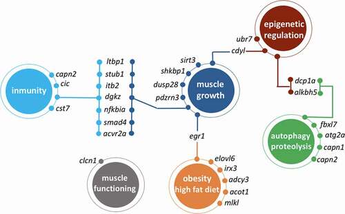 Figure 7. Schematic representation of genes that are associated with differentially methylated CpGs (domestic VS wild females) and whose functions are related muscle growth, autophagy, immunity, diet or epigenetic regulation processes.
