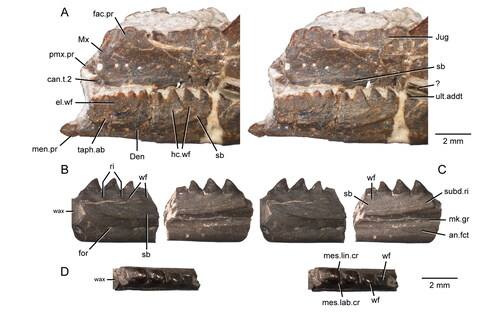 Figure 12. Extended depth of field stereophotopairs of a referred partial skull and lower jaw (USNM PAL 720475) and right dentary (USNM PAL 720476) of Opisthiamimus gregori gen. et sp. nov. A, USNM PAL 720475 in left lateral view; B–D, USNM PAL 720476 in B, lateral, C, medial and D, dorsal views. Abbreviations: an.fct, angular facet; can.t.2, second or distal successional caniniform tooth; Den, dentary; el.wf, elongate wear facet; fac.pr, facial process; for, foramen; hc.wf, half-circle-shaped wear facet; Jug, jugal; men.pr, mentonian process; mes.lab.cr, mesiolabial crest; mes.lin.cr, mesiolingual crest; mk.gr, Meckelian groove; Mx, maxilla; pmx.pr, premaxillary process; ri, ridge; sb, secondary bone; subd.ri, subdental ridge; taph.ab, taphonomic abrasion; ult.addt, ultimate or distal-most additional tooth; wax, wax; wf, wear facet; ?, unidentified bone.