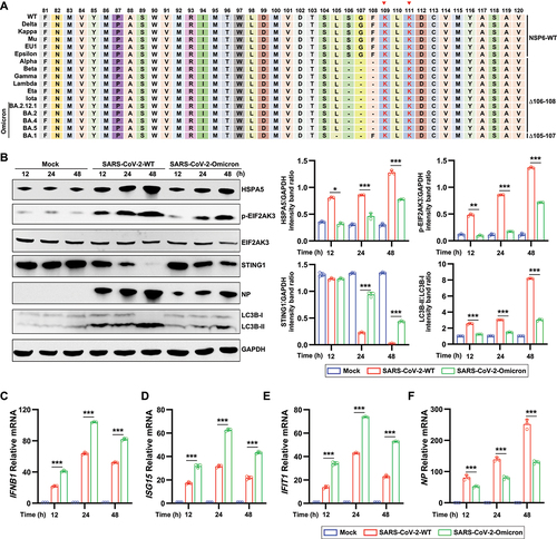 Figure 7. SARS-CoV-2 variants with a three-amino acids deletion in NSP6 attenuates autophagy and autophagy-dependent STING1 degradation (A) Sequence alignment of NSP6 81–120 in SARS-CoV-2 WT and variants by the DNAMAN software. Red triangles indicate highly conserved double lysine signal sequences. (B) HeLa-ACE2 cells were infected with SARS-CoV-2 WT or Omicron variant (MOI = 0.01). The cell lysates were harvested after 12, 24, and 48 h and then were analyzed by immunoblotting with the indicated antibodies (left). Band intensities were determined by ImageJ software (right). (C–F) the mRNA levels of IFNB1 (C), ISG15 (D), IFIT1 (E), and NP (F) were determined by RT-qPCR in ACE2-HeLa cells infected with SARS-CoV-2 WT or Omicron for 12, 24, and 48 h. The data are representative of three independent experiments. Data are presented as mean ± SD. *P < 0.05, **P < 0.01, and ***P < 0.001 (unpaired, two-tailed Student’s t-test).