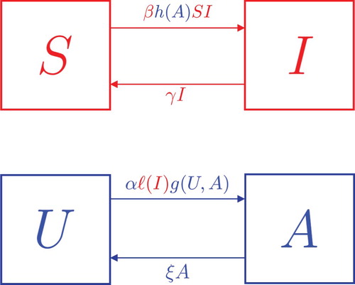 Figure 1. Compartmental transition diagram for model (Equation1(1) S˙=−βh(A)SI+γI,I˙=βh(A)SI−γI,U˙=−αℓ(I)g(U,A)+ξA,A˙=αℓ(I)g(U,A)−ξA.(1) ). Red indicates disease contributions, and blue indicates behavioural contributions. Note the coupling of both processes is the mutual modulation of rates, βh(A) for disease and αℓ(I) for behaviour.