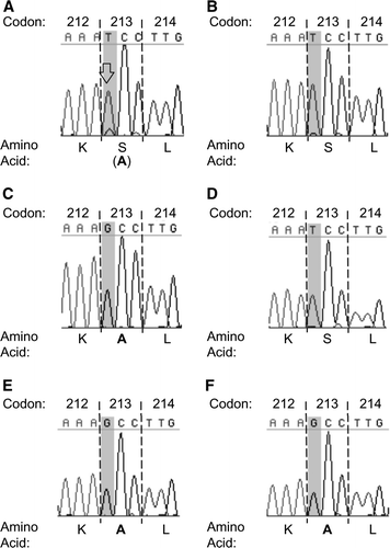 Figure 2.  Sequence chromatogram sections showing heterogeneity of codon 213 in Ark vaccine A, lack of heterogeneity in codon 213 in Ark vaccines B, C, and D, and codon 213 different from vaccine vial in chickens vaccinated with Ark vaccines A and D. 2a: vaccine A in vaccine vial. 2b: vaccine B in vaccine vial. 2c: vaccine C in vaccine vial. 2d: vaccine D in vaccine vial. 2e: vaccine A in Harderian gland of individual chicken three days post-vaccination. 2f: vaccine D in tears of individual chicken 4 days post-vaccination. Arrowhead, heterogeneous nucleotide position. Amino acids encoded are indicated in single-letter amino acid code. Amino acids in parentheses are encoded by the minor codon. Bold, amino acid encoded by vaccine subpopulation selected in chickens and by low passage parental ArkDPI isolate. The codon present in vaccine subpopulations selected in chickens is minor in vaccine A, the only codon apparent in vaccine C, and unapparent in vaccines B and D prior to passage in chickens.