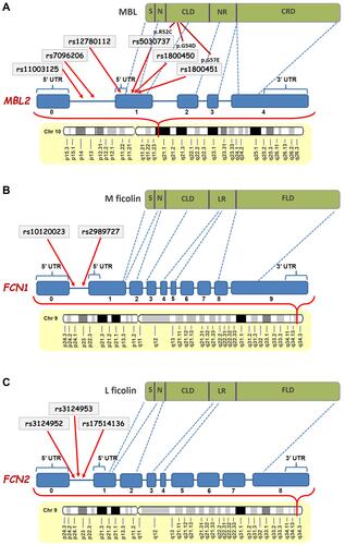 Figure 8 Schematic representation of the positions of the studied SNPs in MBL2 (A),FCN1 (B) and FCN2 (C) genes and their corresponding locations in the MBL, M-ficolin and L-ficolin proteins, respectively (modified from Beltrame et al.Citation20 and Mason and TarrCitation61).