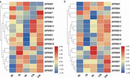 Figure 6. Abiotic stress-induced expression profile of SlPHB genes. (a) salt (b) drought (PEG) induced expression profile at 0 h, 3 h, 6 h, 12 h, and 24 h time points. A log2 transformed heatmap was generated using heatmapper program. Blue, white, and red color is corresponding to low, moderate, and high expressions. The genes were clustered by applying the Euclidean method.