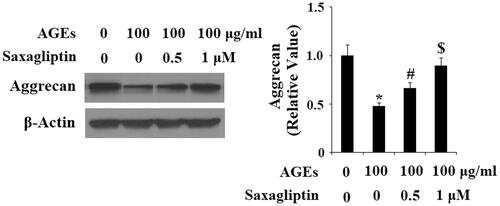 Figure 4. Saxagliptin inhibited aggrecan degradation. Primary human chondrocytes were treated with 100 μg/ml AGEs in the presence or absence of 0.5 and 1 μM saxagliptin for 24 h. Aggrecan was determined by western blot analysis (*, #, $, p < .01 vs. previous column group).