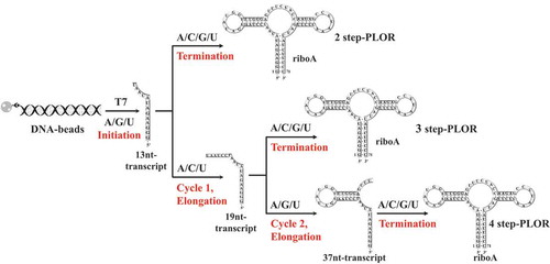 Figure 2. The schematic procedures of 2-step, 3-step and 4-step PLORs for riboA synthesis. In the initiation, the DNA-beads incubate with T7 RNAP, ATP/GTP/UTP to generate a 13nt-transcript. T7 RNAP pauses at the initiation stage due to lack of CTP. The elongation stages are performed differently in PLORs. For 3-step PLOR: only 1 cycle is included in elongation stage, and the addition of ATP/CTP/UTP generates a 19nt-transcript, paused due to lack of GTP. For 4-step PLOR: 2 cycles of elongation are performed, and the additions of ATP/CTP/UTP at cycle 1, ATP/GTP/UTP at cycle 2 generate a 37nt-transcript. The termination stages for 3-step and 4-step PLORs are the same as 2-step PLOR: the addition of ATP/CTP/GTP/UTP completes the transcription of full-length riboA.