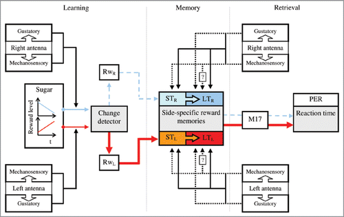 Figure 4 Schematic representation of the events involved in side-specific learning. When a honeybee experiences gustatory and mechanical stimulation of each antenna coupled with either increasing or decreasing rewards (red and blue lines, respectively) throughout consecutive training trials, a built-in change detector computes the differences in reward level associated with each antenna. This computation leads first to internal estimate of an expected reward associated to the input side (RwL, RwR), and then to side-specific reward memories. During memory retrieval, the combined stimulation of gustatory and mechanosensory receptors of the antenna (solid lines) activates both short- and long-term (ST, LT) side-specific reward memories. Mechanosensory stimulation of the antennae retrieves short-, and probably also long-term, side-specific reward memories (dashed lines). Specific gustatory input alone leads to the retrieval of long-term side-specific reward memories (dashed lines). The activation of such memories leads to side differences in a honeybee’s PE reaction-time, also evinced by the activity of the muscles M17s.