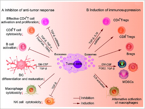Figure 1. Exosome-mediated immunosuppression of tumor immunity. Exosomes derived from cancer cells have been shown to be involved in the modulation of tumor immunity in various ways: (A) Inhibition of proliferation and differentiation of CD4+ T cells into Th1 and Th17, inhibition of cytotoxicity of CTLs, NK cells and macrophages, inhibition of differentiation and maturation of DCs. (B) Promotion of CD4+, CD8+ Tregs and Bregs generation, induction of myeloid precursor differentiation into MDSCs, alternative activation of macrophages.