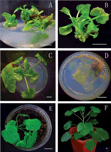 Figure 3. Elongation of adventitious buds, rooting of elongated shoot buds and transplantation of the regenerated plants to the soil. (A) Regenerated adventitious buds were inoculated into elongation medium supplemented with 7.5 mg/L L-arginine for 15 days of culture; (B) close-up of an elongated shoot bud; (C) rooting of elongated shoot buds on half-strength MS medium containing 0.1 mg/L IBA after 30 days in culture; (D) a view from the bottom of the same culture; (E) 20-day-old acclimatized plant; (F) a regenerated plant growing in a pot after acclimatization (bars = 1 cm).