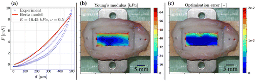 Figure 2 a) force displacement curve with Hertz model fitting (R2 = 0.99); b) Young’s modulus; c) squared residuals error fields over the disc picture