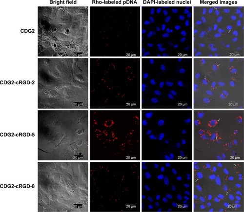 Figure 6 Confocal microscope images of cellular uptake and accumulations of pDNA/CDG2-cRGD polyplexes at various cRGD contents in HUVECs.Notes: Arrows indicate the red rhodamine-labeled pDNA and blue Hoechst 33258-stained nuclei. The concentrations of both CDG2 and CDG2-cRGD were 8.33 μg/mL.Abbreviations: CD, cyclodextrin; CDG2, PAMAMG2-g-cyclodextrin; cRGD, cyclic arginylglycylaspartic acid peptide; DAPI, 4′,6-diamidino-2-phenylindole; HUVECs, human umbilical vein endothelial cells; PAMAMG2, Generation 2 polyamidoamine; pDNA, plasmid DNA.