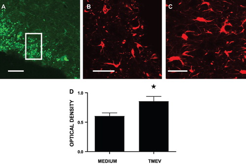 Figure 9. Confocal images of the sections of mouse brains 4 days after intracerebral inoculations of control medium (B) or TMEV virus (C), stained for VCAM-1, at the level of the nucleus accumbens. (A) Sections stained for TMEV after viral infection. The rectangle shows the area stained in B and C at higher magnification. Scale bars: 200 μm (A), 30 μm (B and C). (D) The quantitative analysis of VCAM-1 immunoreactivity in graphical form, presented as mean optical density ± SD. Significant differences of the TMEV-infected group (C) compared with the control group (B) as determined by the Student's t-test, *p < .05.