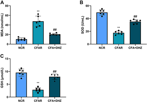 Figure 4 Effect of DHZ on serum (A) MDA, (B) SOD, and (C) GSH. Values are expressed as mean ± SD (n = 6), and analyzed by one-way ANOVA followed by Tukey’s multiple comparisons test. For comparison with NCR group: **p<0.05 and comparison with CFAR group: ##p<0.05.