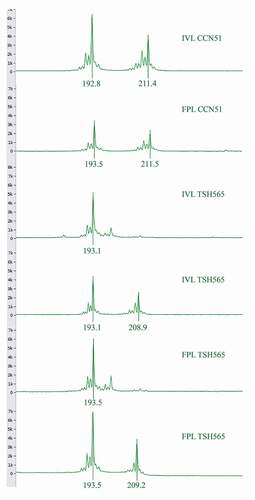 Figure 3. Allele peak profiles of mTcUniCamp1 locus, TSH565 genotype has an allelic composition of 193/193 and 193/209 for both FLP and IVL. CCN51 genotype has an allelic composition of 193/211 for both FLP and IVL