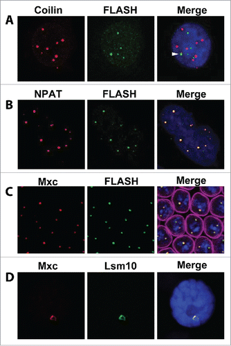 Figure 2. Visualization of the HLB by immunofluorescence. (A) HeLa cell stained with antibodies recognizing Coilin (red) to detect Cajal bodies or FLASH (green) to detect HLBs. Note in this cell line these two bodies are distinct, although occasionally Coilin can be detected in the HLB (arrowhead). The number of HLBs in cultured cells depends on the ploidy. (B) HeLa cell stained with antibodies recognizing NPAT (red) or FLASH (green). Large HLBs correspond to the Hist1 cluster and smaller HLBs to the Hist2 cluster. Panels A and B were reproduced with permission from reference 42. (C) A Drosophila syncytial embryo stained with antibodies recognizing Mxc (red) and FLASH (green) and lamin (magenta; merged image). The chromosomes either are paired and nuclei contain one large HLB, or are separated and nuclei contain 2 smaller HLBs. (D) A Drosophila salivary gland cell stained with antibodies recognizing Mxc (red) and Lsm10 (green). Note that the HLB forms on the histone locus on polytene chromosomes. In all merge panels DNA is stained with DAPI (blue). © Elsevier. Reproduced by permission of Elsevier. Permission to reuse must be obtained from the rightsholder.