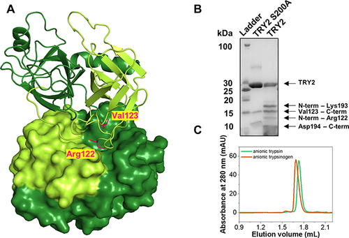 Figure 1 Structure of the TRY2 homodimer. (A) TRY2 N-terminus-Arg122 is colored yellow-green and Val123-C-terminus is colored in dark-green. The TRY2 – TRY2 complex shows one monomer in cartoon representation and one in surface representation. One monomer binds on top of TRY2 in a substrate-like manner and is rotated approximately 180° around the y-axis. Arg122 and Val123 are highlighted in pink. (B) SDS-PAGE of activated TRY2 WT and the catalytically inactive S200A variant. (C) Analytical size exclusion chromatograms of anionic trypsinogen and activated anionic trypsin.