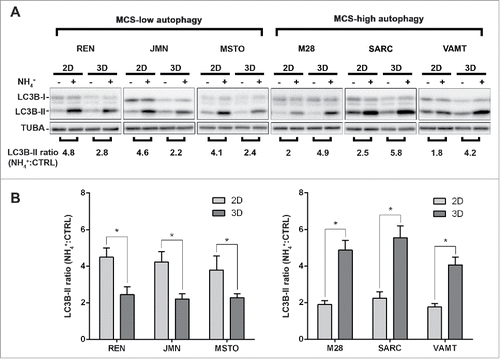 Figure 1. In mesothelioma cells, LC3 immunoblotting shows that autophagic flux differs between 2D and 3D cultures. (A) Cells were grown as monolayers (2D) or MCS (3D). Where indicated, the cells were exposed to 10 mM ammonium chloride (NH4+) for 8 h. LC3B expression was assessed by immunoblotting. As a loading control, filters were probed with anti TUBA/α-tubulin antibody. Band intensities were determined by densitometric analysis. The autophagic flux is expressed as a ratio of normalized LC3B-II band intensities after NH4+ to before NH4+ (NH4+:CTRL). A representative immunoblot of 3 independent experiments is shown, with ratios shown below. (B) Bars show the autophagic flux of 2D (light gray) or 3D (dark gray) cultures of the indicated cell lines. Data were obtained from 3 independent experiments, one of which is shown in (A). Asterisks indicate statistically significant differences of autophagic flux between 2D and 3D (P< 0.05). Error bars, SD. The mean LC3-II ratios in 3D are significantly higher in MCS-high autophagy than in MCS-low autophagy cell lines (P < 0.05).