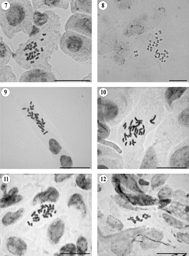 Figures 7–12. Somatic metaphases in Pseudognaphalium. (7) P. elegans, 2n = 28. (8) P. greenmanii, 2n = 28. (9) P. heterotrichum, 2n = 28. (10) P. jaliscense, 2n = 28. (11) P. liebmannii var. liebmannii, 2n = 28. (12) P. luteoalbum, 2n = 14. Scale bars = 20 μm.