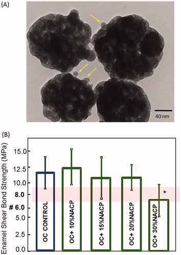 Figure 2. (A) Typical TEM micrographs of nanoparticles of amorphous calcium phosphate (NACP). Arrows indicate examples of small particles (about 10 nm) and larger particles (about 100–300 nm). (B) The shear bond response of ortho-cement with a varied weight fraction of NACP. The lowest shear resistance is found at 30%. The band shows the range of clinically acceptable shear bond strength data expressed in the literature. *P ≤ .05 about all other groups; one-way ANOVA.